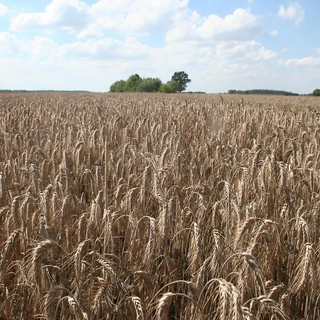 Jastrzebie Katy * Wisniew