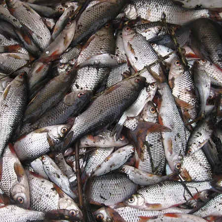 Jastrzebie Katy Casa vacanze Wisniew