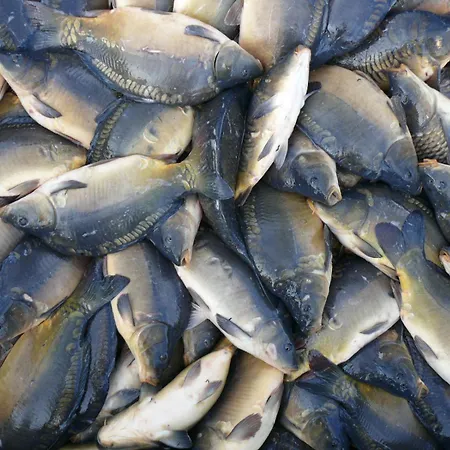 Casa vacanze Jastrzebie Katy Wisniew