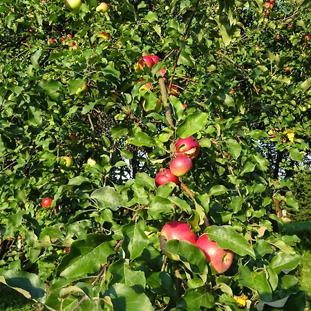 Jastrzebie Katy Wisniew