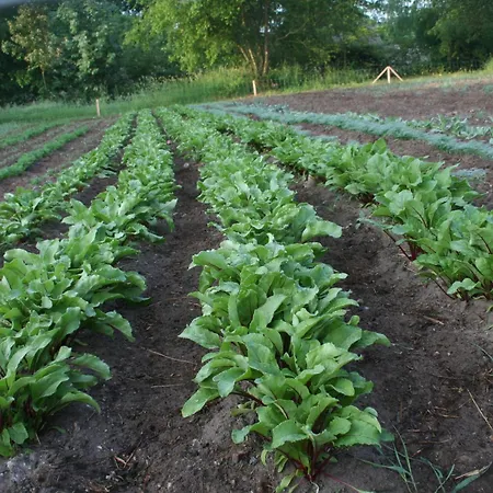 Vakantiehuis Jastrzebie Katy Wisniew