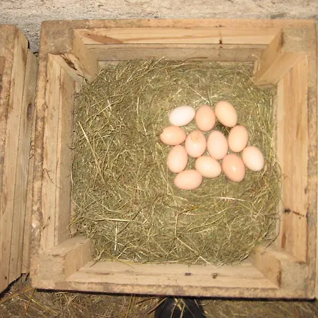 Jastrzebie Katy * Wisniew