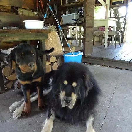 Jastrzebie Katy Wisniew