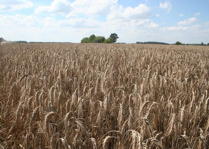 Jastrzębie Kąty * Wisniew