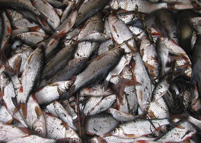 Jastrzębie Kąty Dom wakacyjny Wisniew