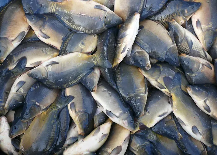 Dom wakacyjny Jastrzębie Kąty Wisniew