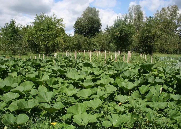 Dom wakacyjny Jastrzębie Kąty Wisniew