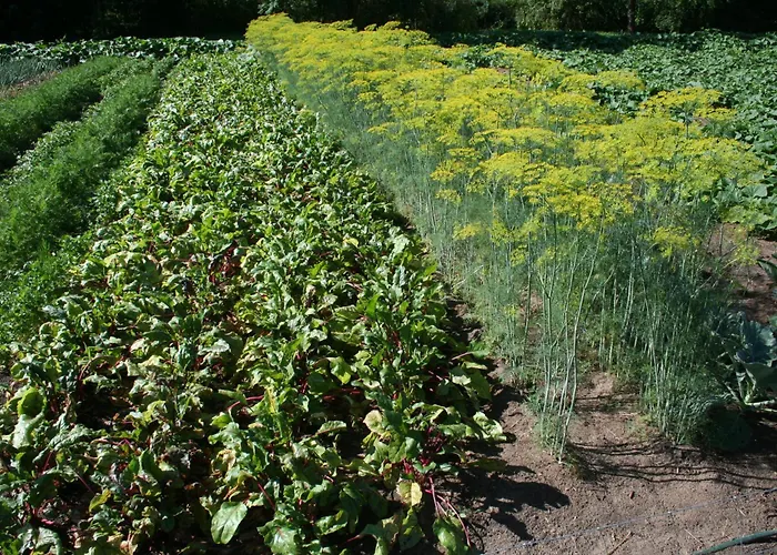 Jastrzębie Kąty Dom wakacyjny *