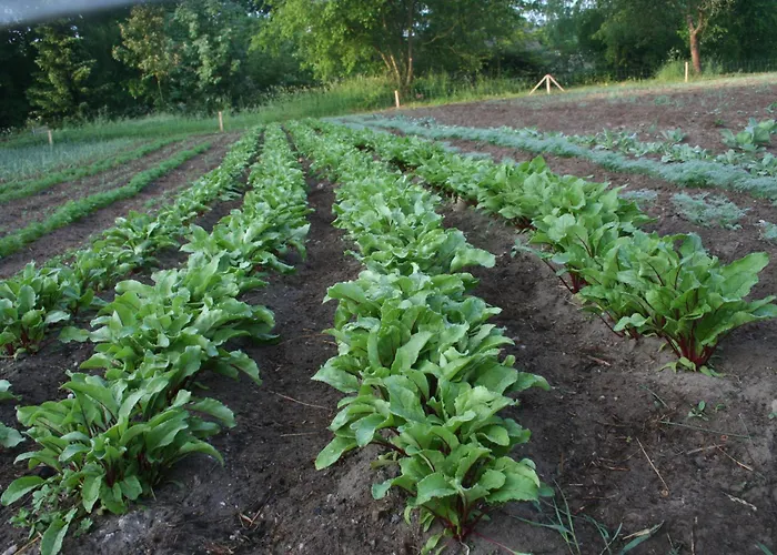 Dom wakacyjny Jastrzębie Kąty Wisniew